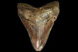 Brown, Serrated, Fossil Megalodon Tooth - Georgia #89786-2